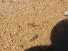 Triops longicaudatus