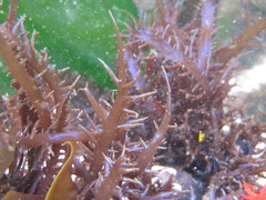 Chondracanthus chamissoi