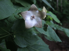 Polystemma guatemalense
