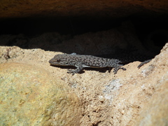 Lygodactylus ocellatus