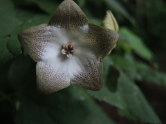 Polystemma guatemalense