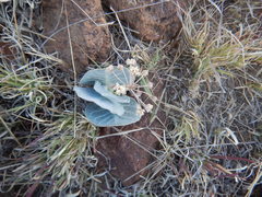 Asclepias nummularia