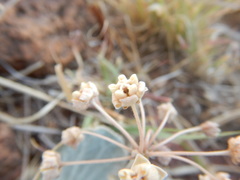 Asclepias nummularia