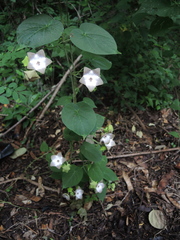 Polystemma guatemalense