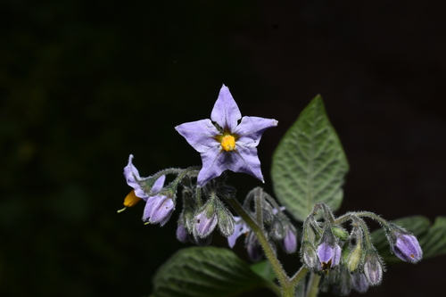 Solanum cochabambense, photograph 5
