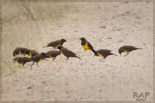 Brown-and-yellow Marshbird (Pseudoleistes virescens), photo 6