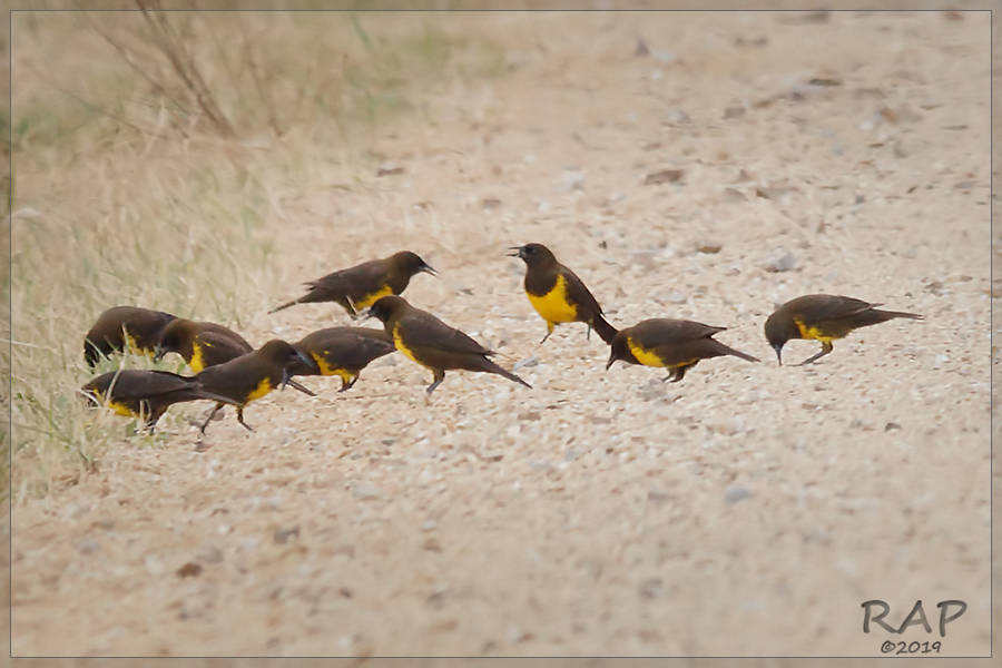 Brown-and-yellow Marshbird (Pseudoleistes virescens)