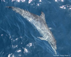 Atlantic Spotted Dolphin photo 4