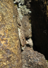 Lygodactylus ocellatus