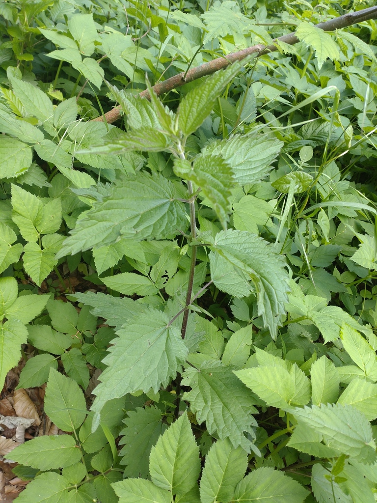 Urtica dioica