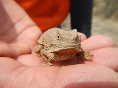 Phrynosoma ditmarsi
