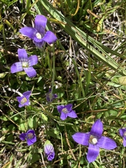 Gentianopsis simplex