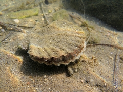 Pecten jacobaeus