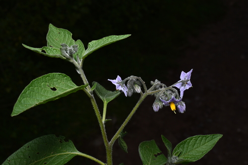 Solanum cochabambense, photograph 6