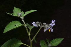 Solanum cochabambense, photograph Jhon A. Yuca-Palomino, CC BY, iNaturalist via GBIF