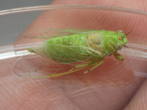Kansas Grass Cicada photo 3