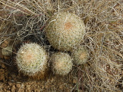 Coryphantha recurvata recurvata