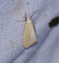 Phytometra obliqualis