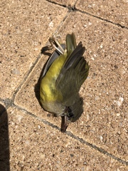 Geothlypis philadelphia