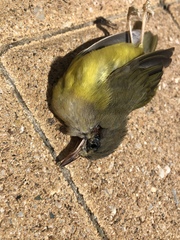 Geothlypis philadelphia