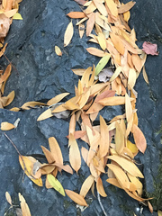 Umbellularia californica