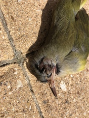 Geothlypis philadelphia