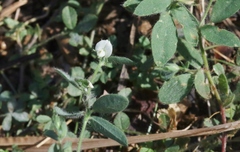 Acmispon parviflorus