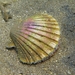 Pilgrim's Scallop - Photo (c) Roberto Pillon, some rights reserved (CC BY-NC), uploaded by Roberto Pillon