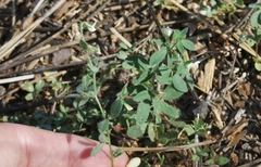 Acmispon parviflorus