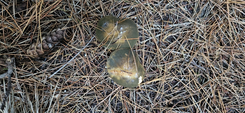 Suillus pungens · May 2025 · photo: © shane212 (iNaturalist, cc0)