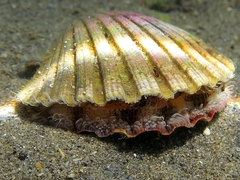 Pecten jacobaeus