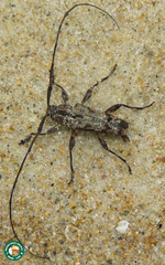 Colobothea rubroornata