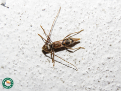 Compsibidion sommeri