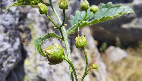 Scrophularia aestivalis