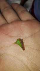 Umbonia spinosa