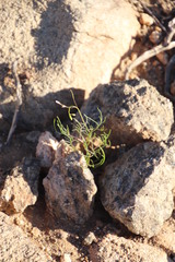 Heliophila variabilis