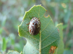 Calligrapha gyllenhali