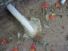 Phallus haitangensis