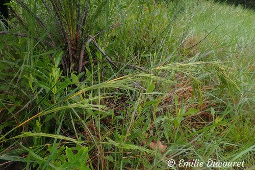 Schizachyrium glaziovii observed 2025-05-23