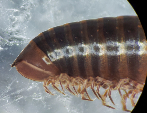 Litiulus alaskanus photo 5