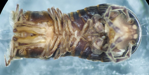 Litiulus alaskanus photo 4
