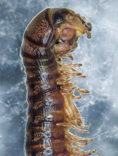 Litiulus alaskanus