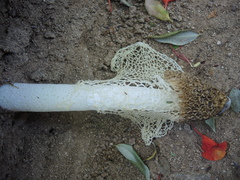 Phallus haitangensis