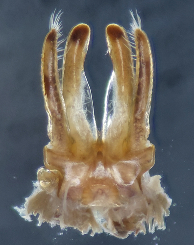 Litiulus alaskanus photo 3