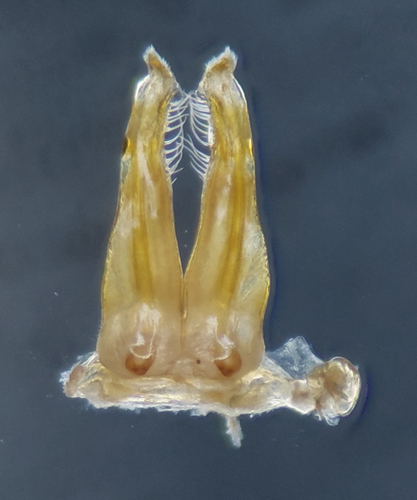 Litiulus alaskanus photo 2