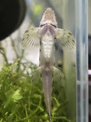 Liniparhomaloptera obtusirostris