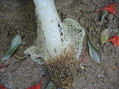 Phallus haitangensis