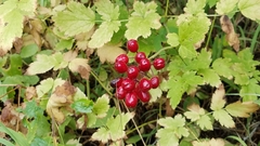Actaea rubra rubra