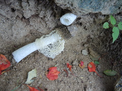 Phallus haitangensis