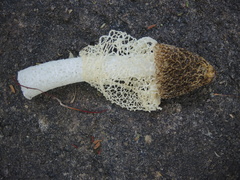 Phallus haitangensis